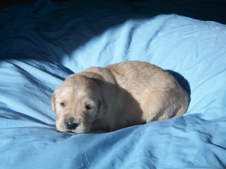 picture of Black Puppy Paws 3